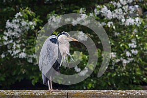 Heron sitting on the edge of canal in Muiden