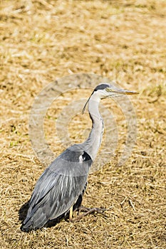 A heron sitting on grass