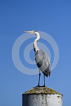 Heron sitting on the marina.Heron sitting on the marina.