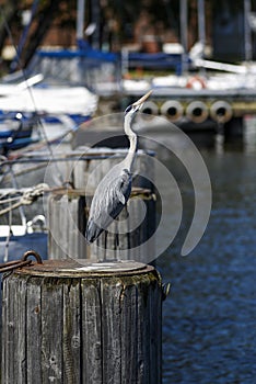 Heron sitting on the marina.Heron sitting on the marina.