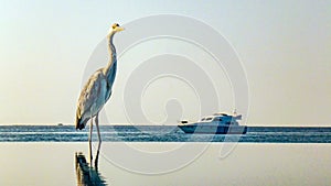 Heron Sitting in the Pool, Maldives.