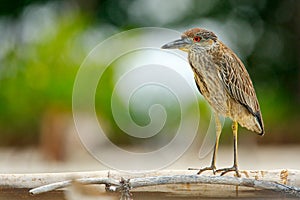 Heron sitting on the river cost. Heron sitting on the stone. Night heron, Nycticorax nycticorax, grey water bird sitting in the st