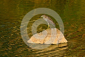 Heron sitting on the rock cost. Heron sitting on the stone. Night heron, Nycticorax nycticorax, grey water bird sitting in the sto