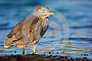 Heron sitting on the rock cost. Heron sitting on the stone. Night heron, Nycticorax nycticorax, grey water bird sitting in the sto