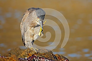 Heron sitting on the rock cost. Heron sitting on the stone. Night heron, Nycticorax nycticorax, grey water bird sitting in the sto