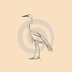 Heron is a sketch vector illustration. Hand