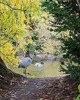 A heron slowly walks among the trees and bushes in the park Stadsparken in Lund Sweden on a warm autumn day