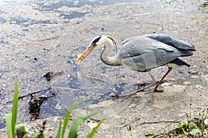 Heron With small Fish