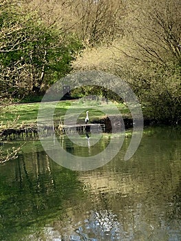 The Heron and the smiths pool landscape