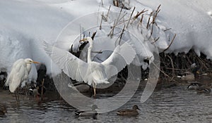 Heron with snow in the nature habitat. Wingspan of White-face heron.