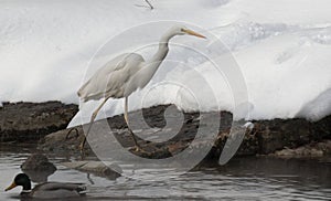 Heron with snow in the nature habitat. Wingspan of White-face heron.