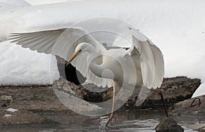 Heron with snow in the nature habitat. Wingspan of White-face heron.