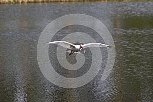 Heron soaring over water