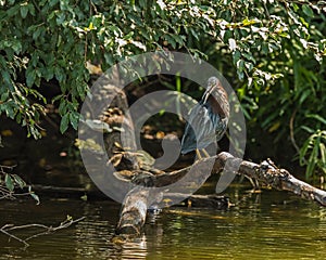 Heron squawking at me from his perch