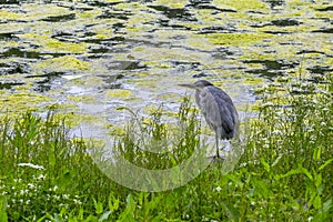 Heron in St. James Park, London, England