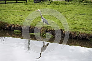 A heron stand still byside the pond