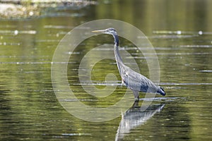 Heron standing in calm water