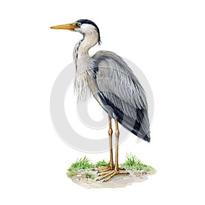Heron standing on the ground watercolor illustration. Ardea herodias avian single image. Hand drawn realistic great blue