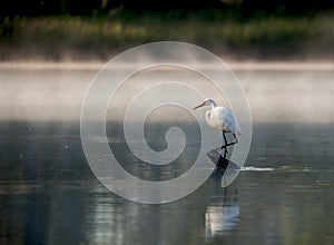 Heron standing on a log in the river.