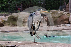 Heron Standing on One Leg in ZSL London Zoo