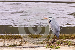 Heron standing river shore