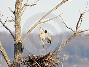 Great Blue Heron standing in rookery nest photo