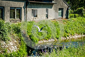 Heron standing in sunny day next to small waterfall stream