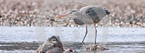 Heron standing in water fishing for food.