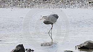 Heron standing in water fishing for food. Slow Motion