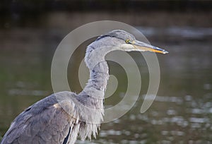 A heron standing on the waterfront