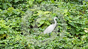 Heron stands on the densely overgrown riverbank of the White Nile in Uganda