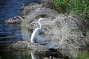 Heron Stands Gracefully in Creek Water