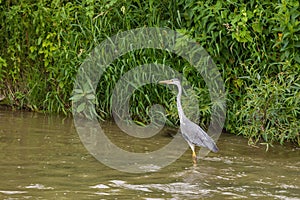 Heron stands in a river