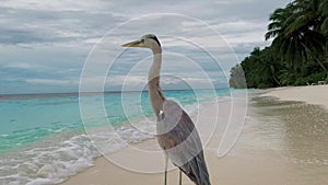 Heron stands on sandy beach near ocean against grey sky