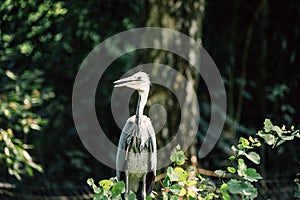 A heron stands tall amongst the greenery, its grey plumage blending with the wild environment