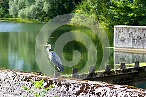 Heron stands at water lock on Danube River near Sigmaringen Castle, Germany