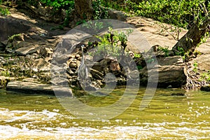 A Heron Stares Silently at a Shallow Creek.