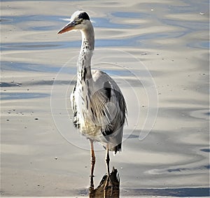 Heron is staying in water and waiting for sunshine.