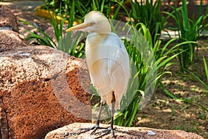 Heron on a stone.  Malaysia