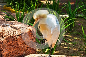 Heron on a stone on one leg. Malaysia