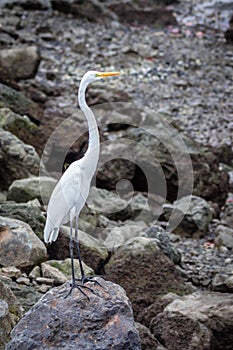 Heron and stones