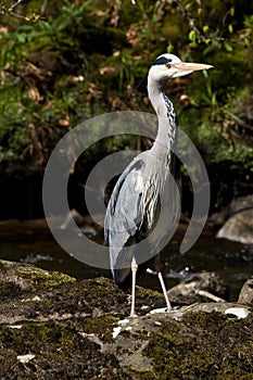 Heron by stream