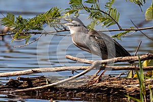 Heron (striated heron) hunting over the Sandoval lake. Tambopata, Peru