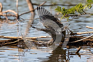 Heron (striated heron) hunting over the Sandoval lake. Tambopata, Peru