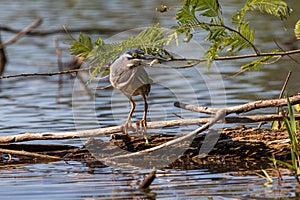 Heron (striated heron) hunting over the Sandoval lake. Tambopata, Peru