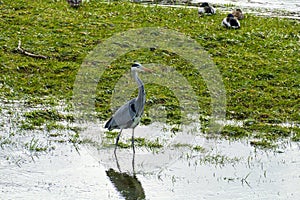 Heron strutting along the river bank looking for food