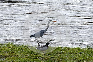 Heron strutting along the river bank looking for food