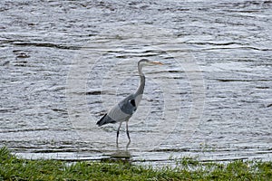 Heron strutting along the river bank looking for food