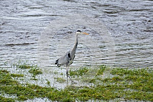 Heron strutting along the river bank looking for food