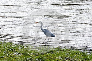 Heron strutting along the river bank looking for food